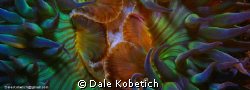 sea anemoni in Newport Beach california.January 09, water... by Dale Kobetich 